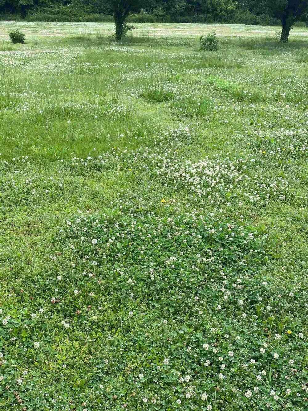 Jackson, TN lawn before weed control treatment — heavy clover and weed infestation