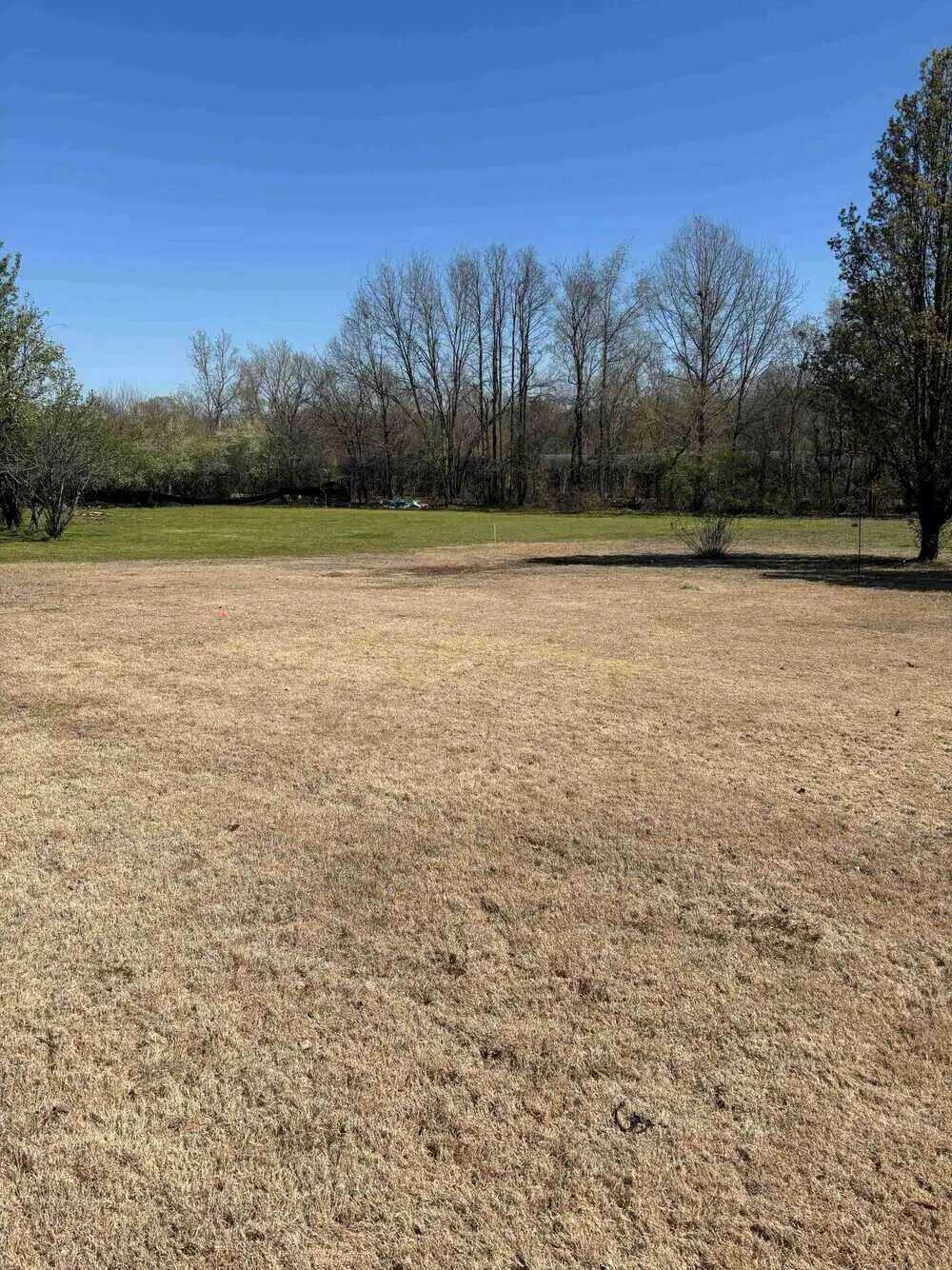 Fall pre-emergent weed control results in Jackson, TN — treated dormant bermuda vs untreated weed-infested lawn